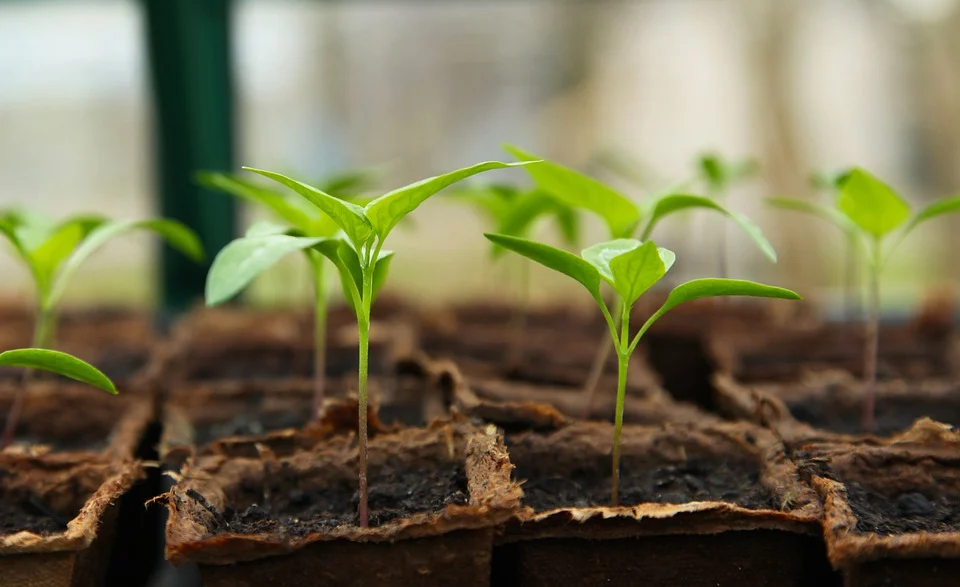 gardening back pain